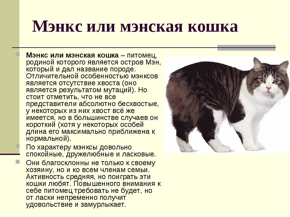 Кошки метисы: описание внешности и характера, уход за питомцем и его содержание, выбор котёнка, отзывы владельцев, фото кота