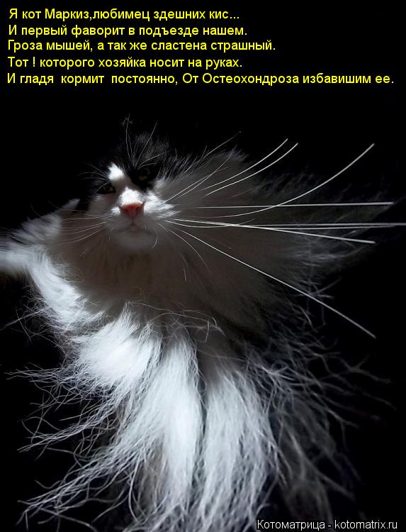 Почему кошки откликаются на "кис-кис" | gafki.ru | дзен