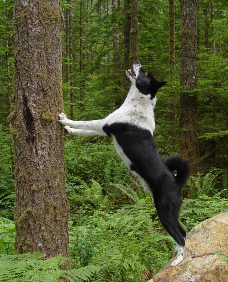 Карельская медвежья собака (лайка): характеристика и фото породы | все о собаках