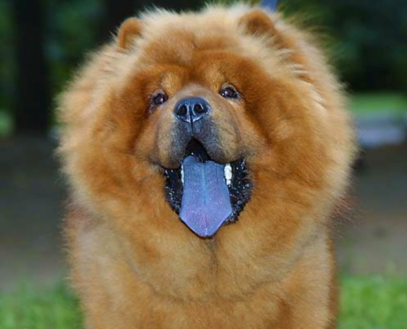Как называется собака с синим языком. описание породы собак с синим или фиолетовым языком (чау чау) китайская собака с синим языком