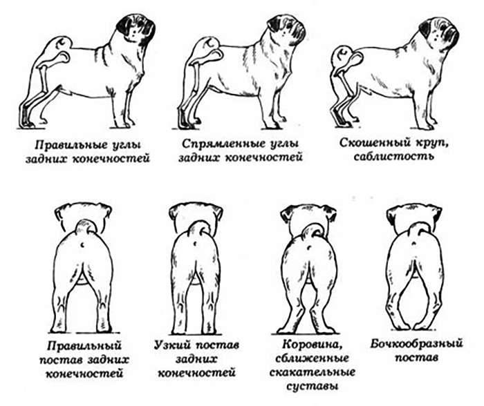 Первые признаки беременности у собак после вязки: особенности крупных и мелких пород | ваши питомцы