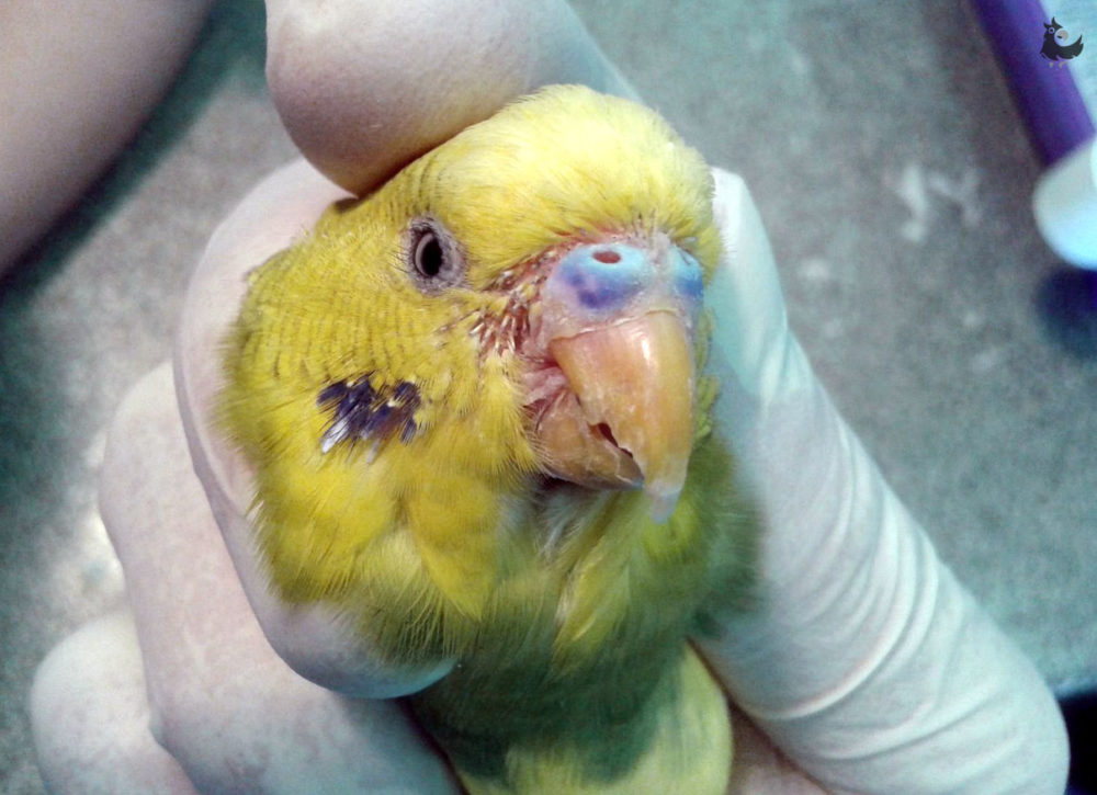 Клещи у попугаев, лечение в домашних условиях. препараты