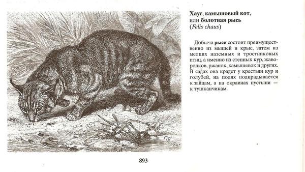 Камышовый кот (хаус) - описание, где живет, чем питается, фото