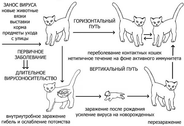 Правила глистогонки котов, беременных кошек и котят самостоятельно дома