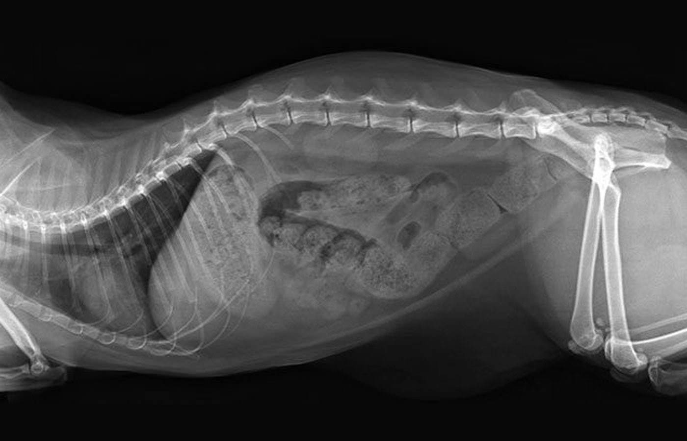 Непроходимость кишечника у кошки: симптомы и срочное лечение