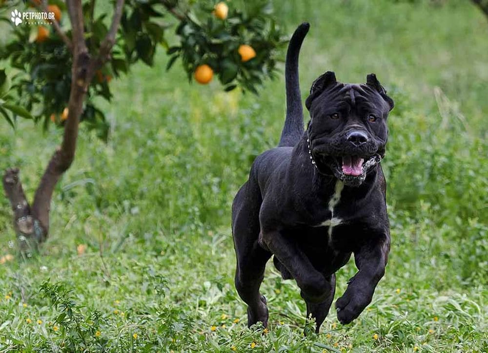 Американский бандог: описание породы и азы ухода за свирепым цепным псом.