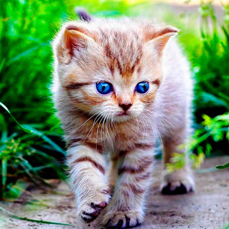 Симпатичный котенок. Красивые котята. Милые котята. Маленький котенок. Кошки маленькие красивые.