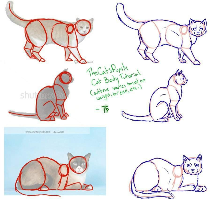 Анатомия котов референс