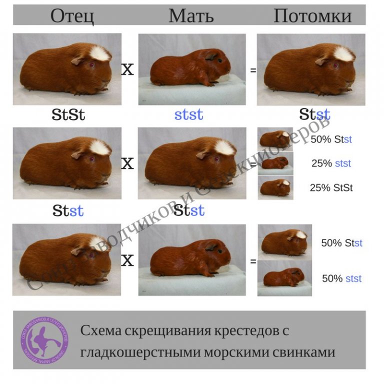 Как определить возраст морской свинки: как узнать сколько ей лет по размеру и весу в домашних условиях, определение по зубам и когтям