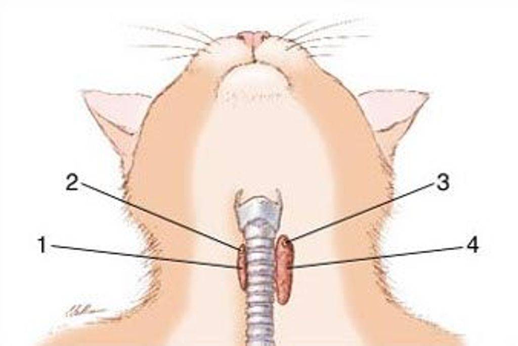У кошки шишка на шее: причины, что делать