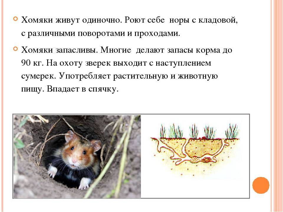 Лесной хомяк карбыш: фото и описание, как от них избавиться на садовом участке