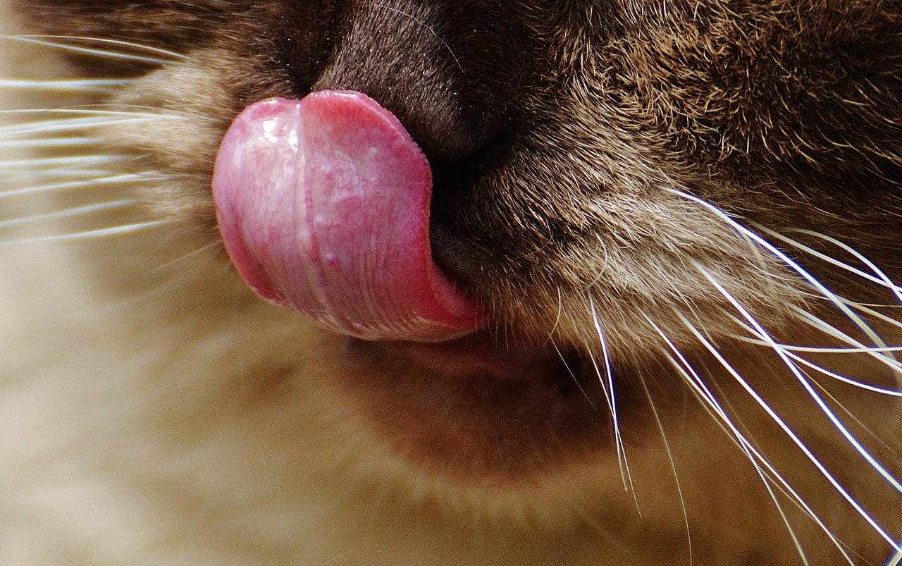 Синие губы у котенка | стоматологический портал