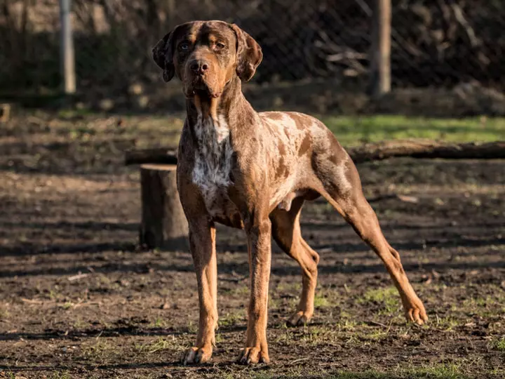Катахула леопардовая собака