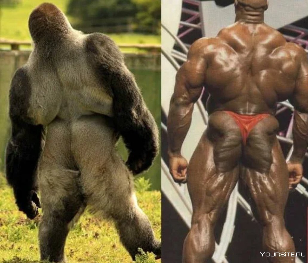 Насколько сильны гориллы? — сайт эксперта по животным — howmeow