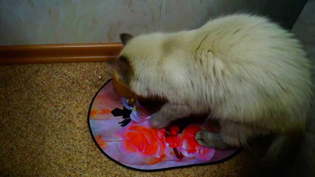 Кошка закапывает еду что это значит, кот копает возле миски
