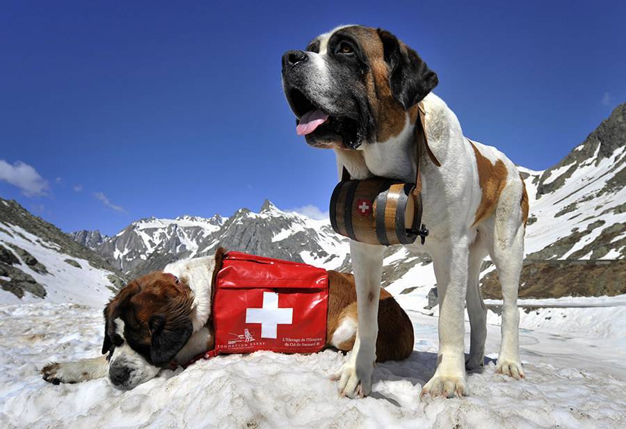 Собаки спасатели — поговорим о героях
собаки спасатели — поговорим о героях