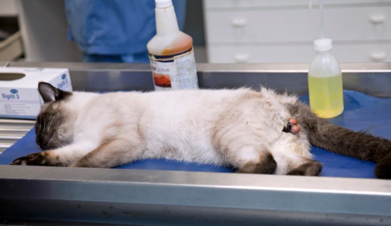 Стерилизация кошек уколами, таблетками или имплантами