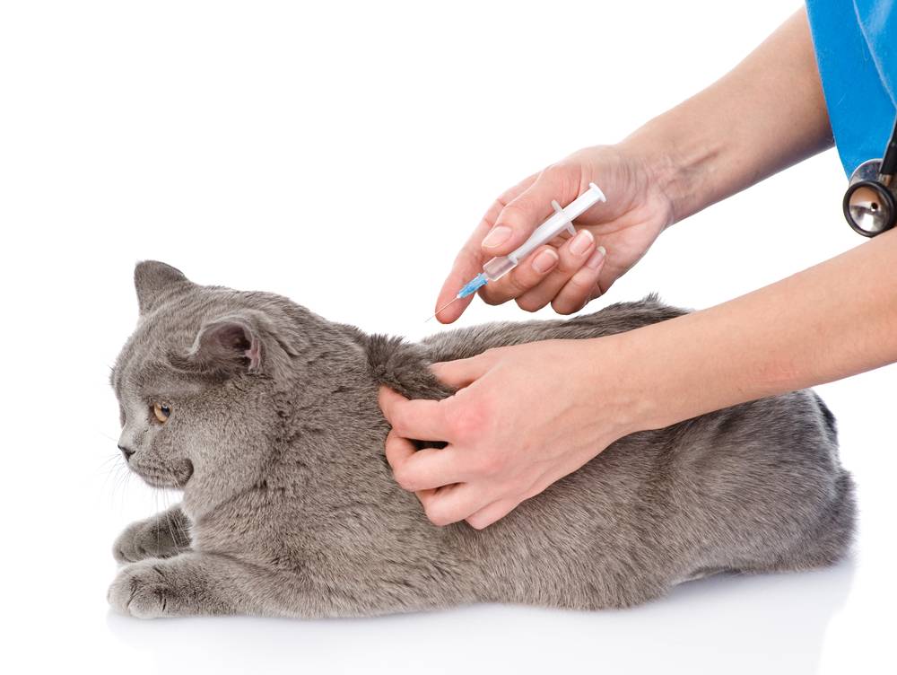 Как сделать укол коту внутримышечно в домашних условиях: схема