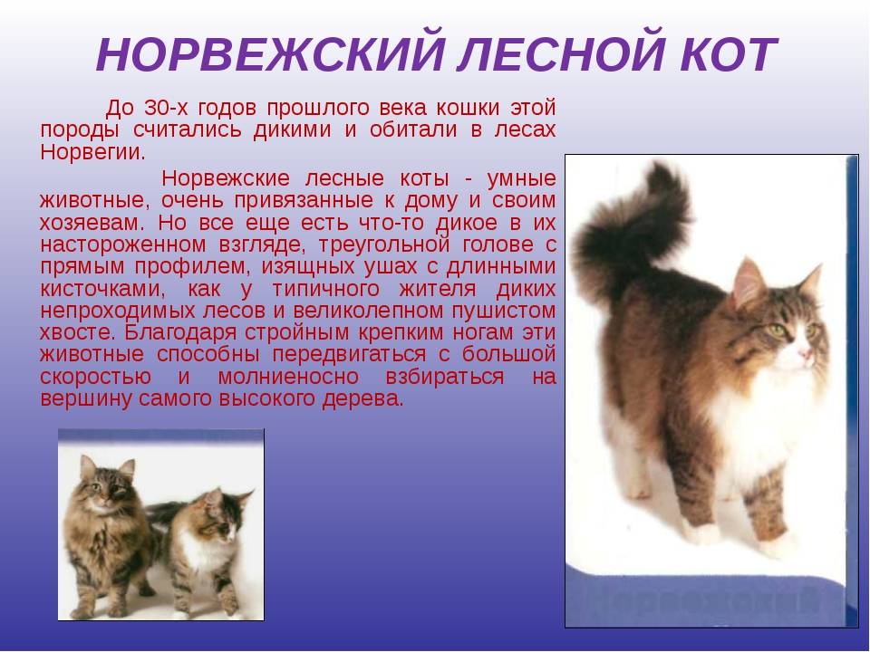 Cибирская кошка- характер, окрасы, уход