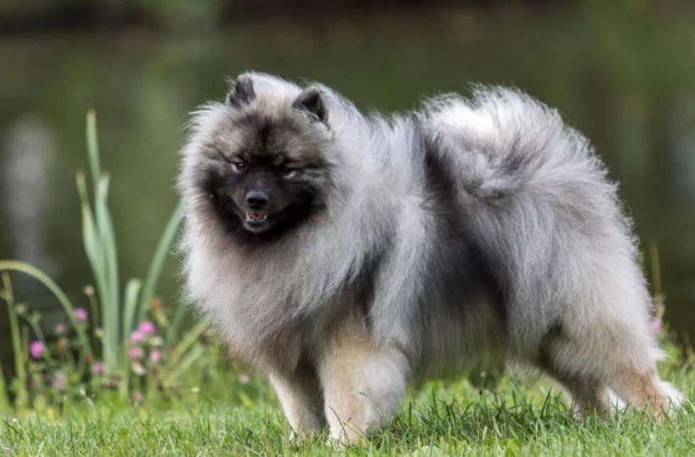 Порода собак кеесхонд и ее характеристики с фото