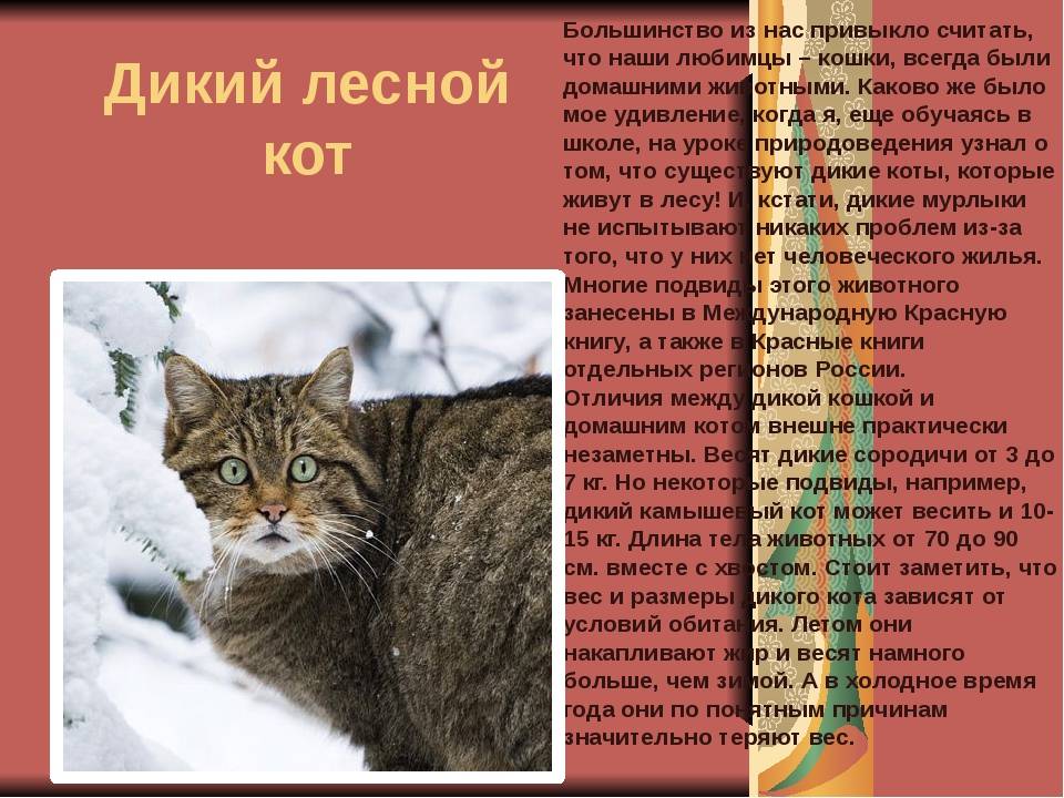 Где водится амурский лесной кот, что пишет о нём красная книга