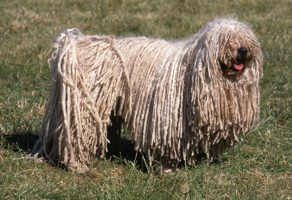 Собаки с дредами — обзор пород с названиями и фото