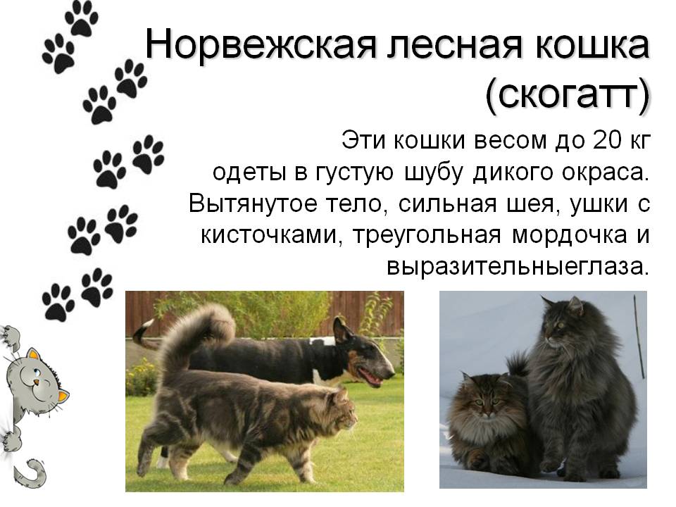 Описание породы норвежская лесная кошка — как не спутать «интеллектуального охотника» с обычным дворовым пушистиком