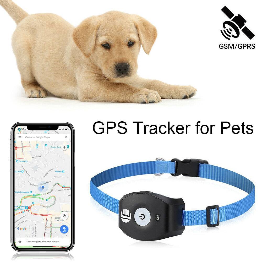 Для чего нужен ошейник с gps-трекером для собак и как его правильно подобрать?