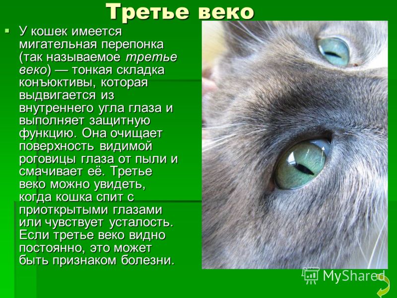 Третье веко у кошки: причины выпадения и лечение