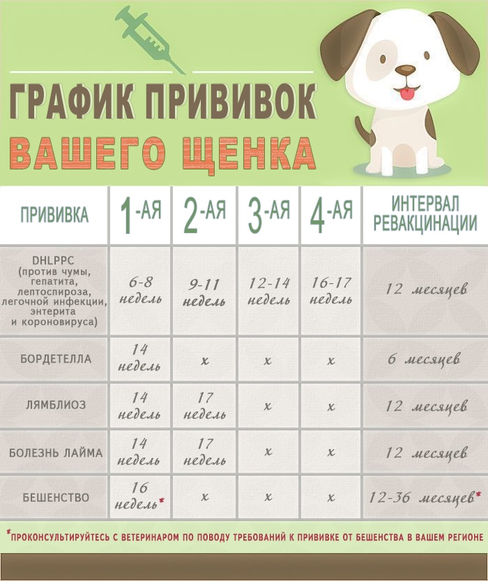 График и таблица прививок щенкам до года