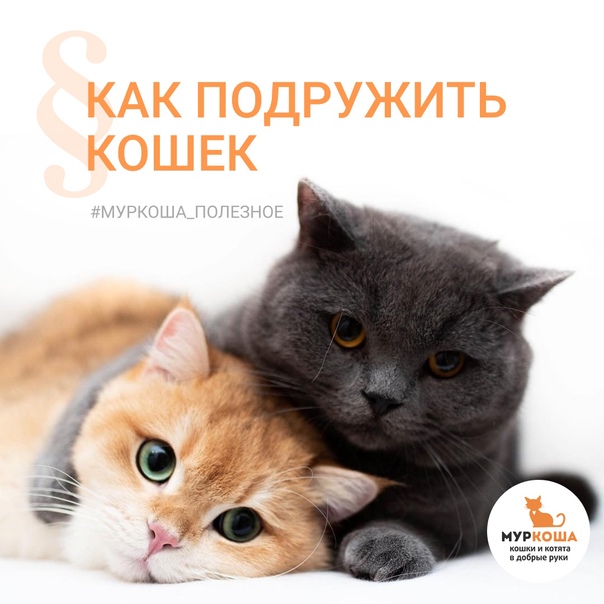 Как подружить двух котов в одном доме | блог ветклиники "беланта"