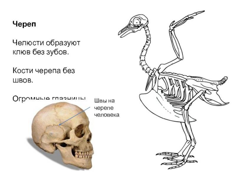 Скелет попугая: особенности строения, анатомии волнистой птицы, какие части тела имеет и сколько пальцев у пернатого