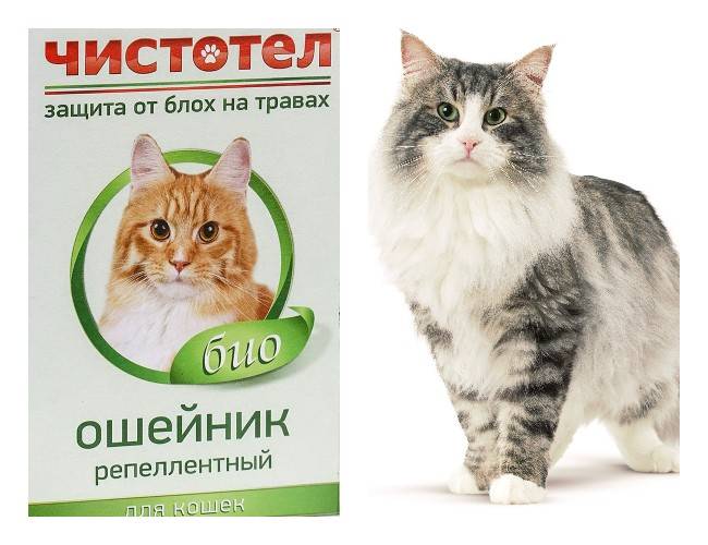 Противоблошиный ошейник для кошек