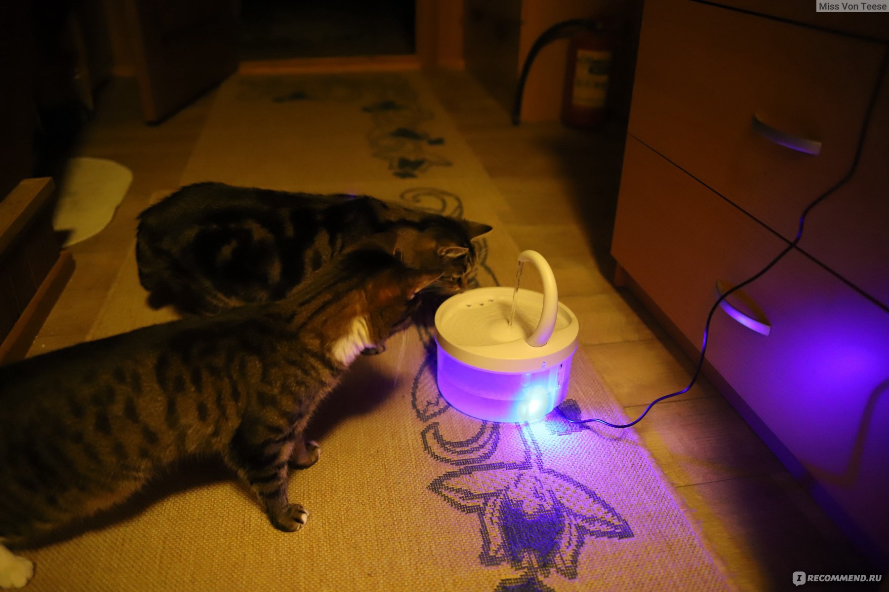 Почему кошки и коты не пьют воду