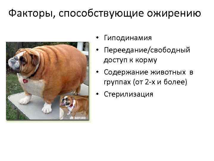 Ожирение у собак