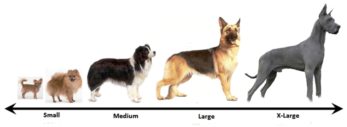 Какие породы собак часто путают между собой