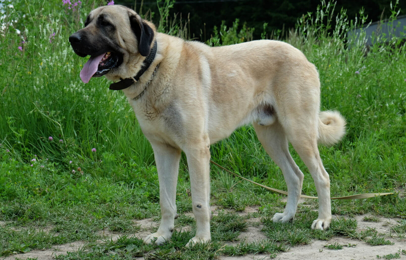 Собака кангал — описание породы, особенности дрессуры и ухода за собакой (145 фото)
