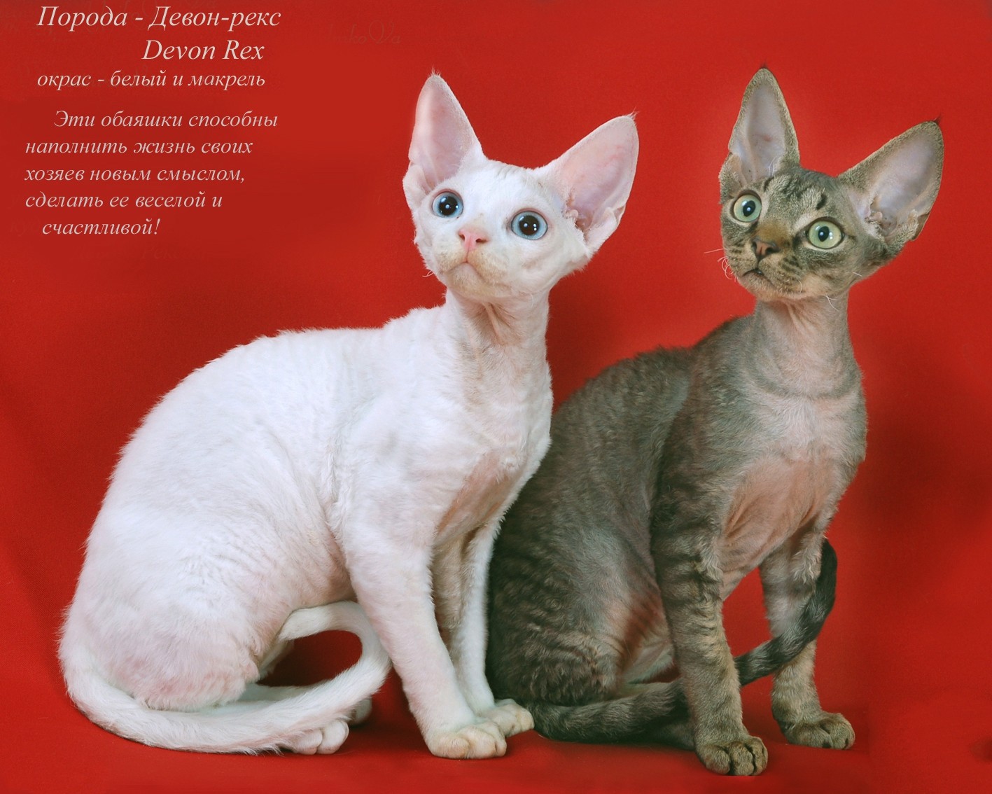 Породы кошек с фото и названиями
