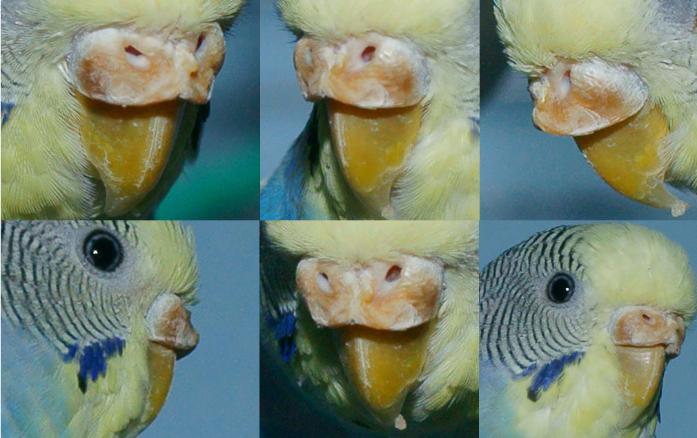 Наиболее частые заболевания попугаев и как их распознать. попугаи от а до я
