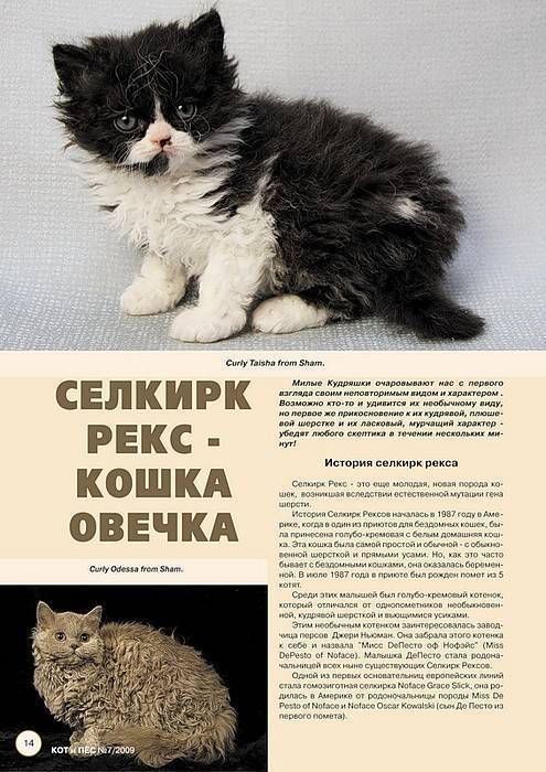 Порода кошек селкирк-рекс - мир кошек