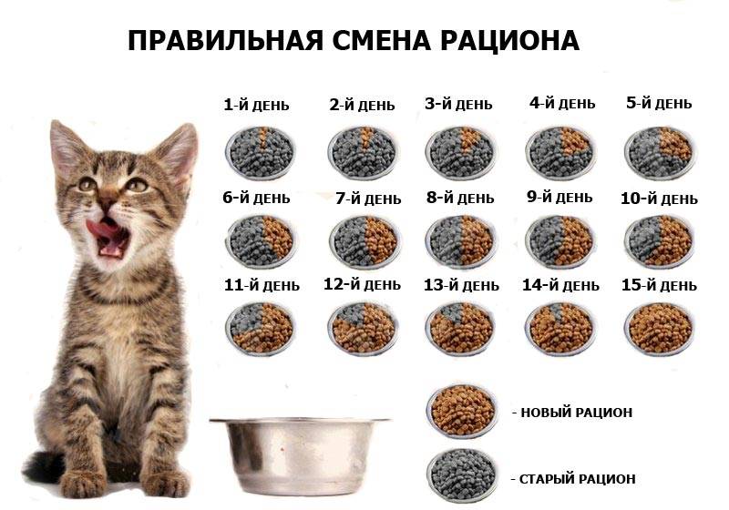 Как правильно кормить кошку: корма и питание для животного