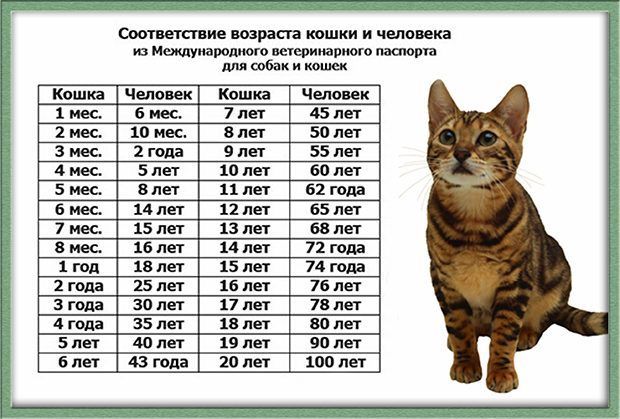 Сколько живут кошки: средний возраст пород домашних кошек
