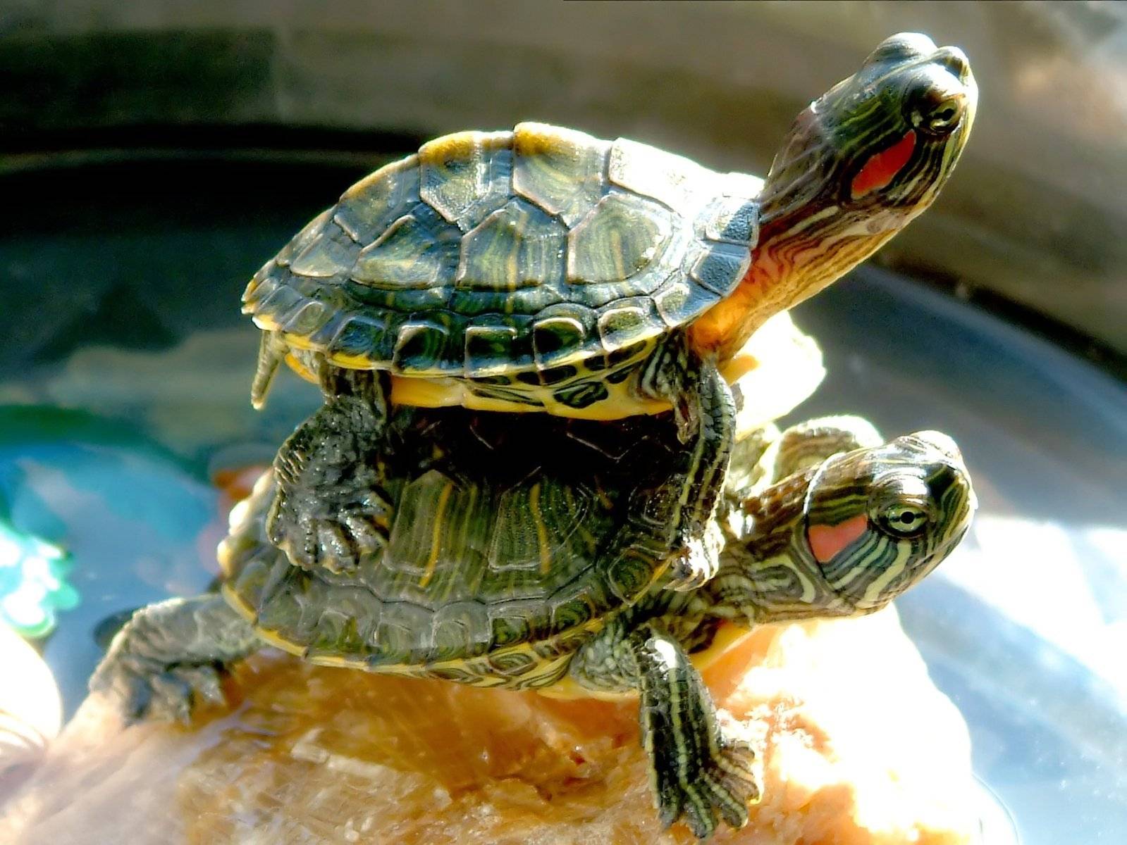 Посмотрим черепахи. Красноухая черепаха. Красноухая Пресноводная черепаха. 2 Красноухие черепахи. Красноухая Болотная черепаха.