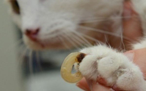 Вросшие когти у кошек: причины и лечение