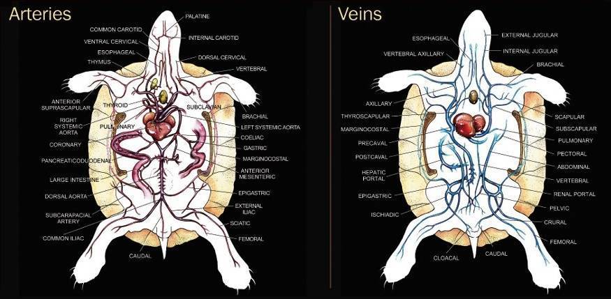 Сердце черепахи поделено на два. Строение кровеносной системы черепахи. Кровеносная система красноухой черепахи. Кровеносная система Болотной черепахи. Кровеносная система Болотной черепахи схема.