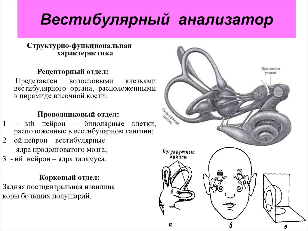 Схема периферического отдела вестибулярного анализатора