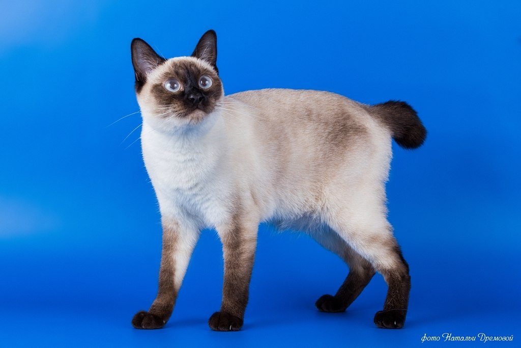 Скиф-той-боб (карликовый бобтейл): описание породы кошек с фото