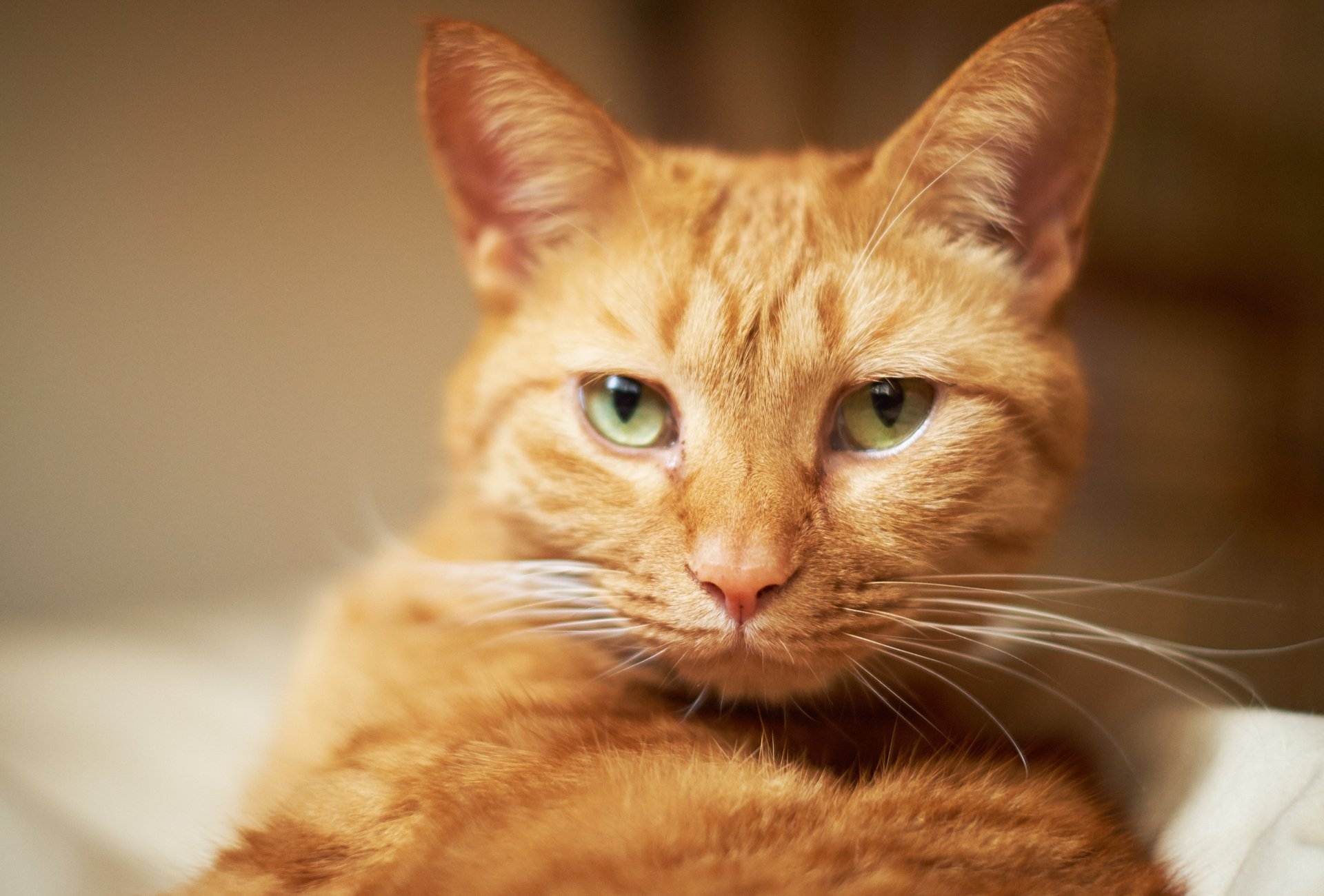 Породы рыжих котов. характер рыжих кошек