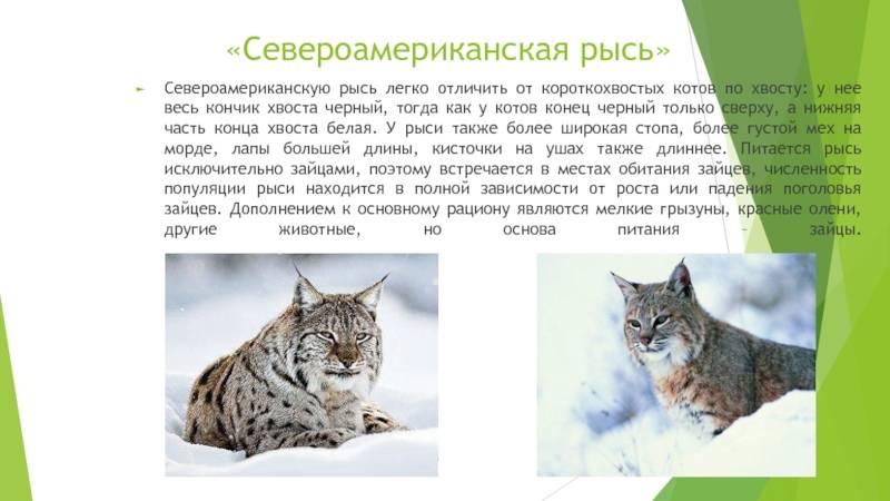 Сколько стоит живая домашняя рысь в россии?