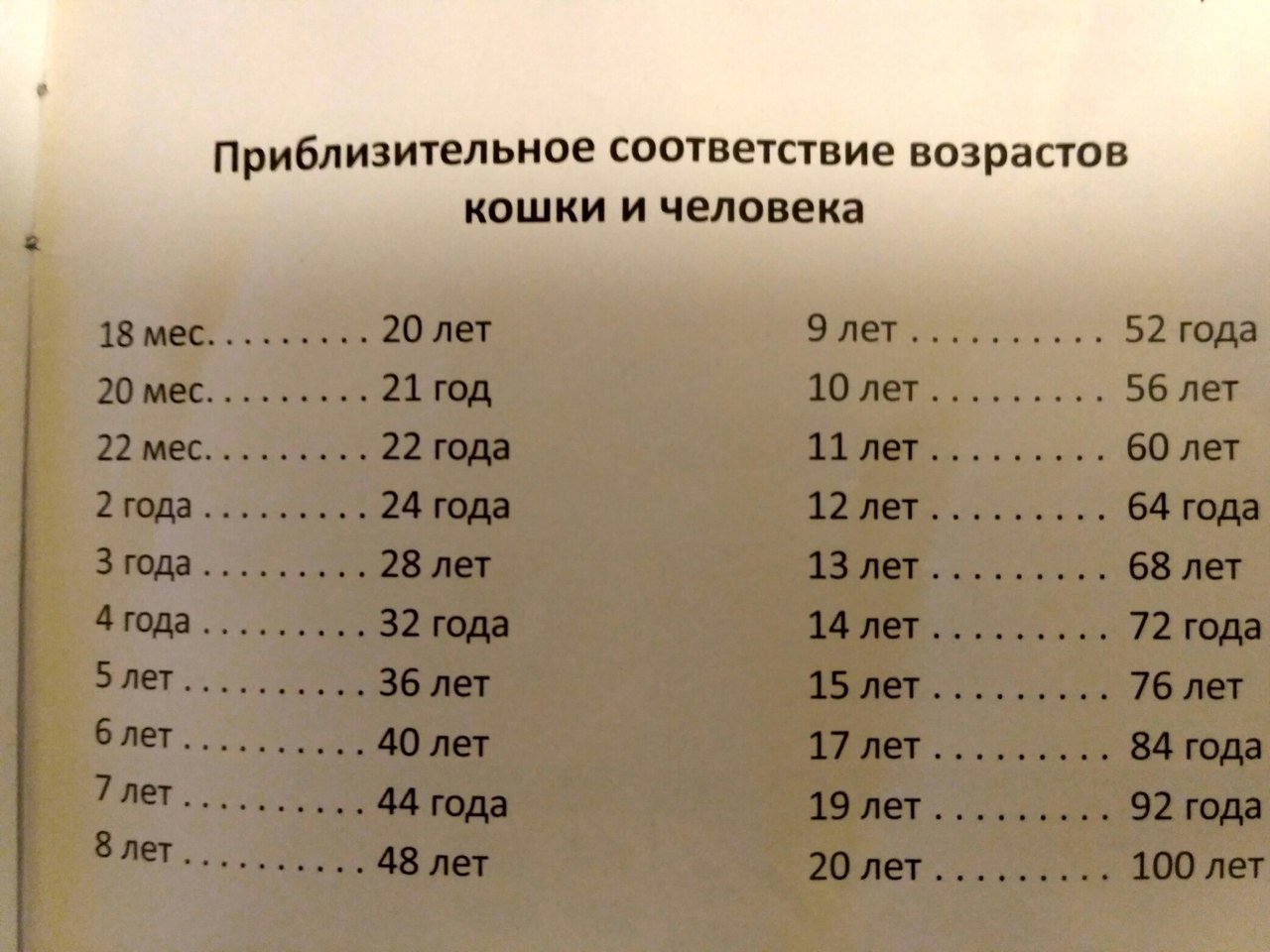 Сколько кошке лет по человеческим меркам